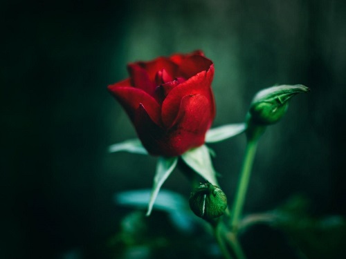 رنگ رز را بدون توجه به مناسبت انتخاب نکنید