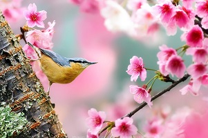 حال و هوای نوروز و آداب و رسوم این ایام