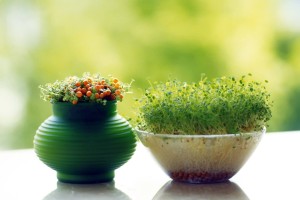 برای سبزه نوروز گندم سبز کنیم یا هسته پرتقال؟