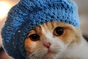 همکاری پلیس و آتش نشانی برای نجات یک گربه در ایران! عکس