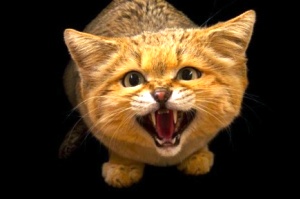 عکس روز نشنال جئوگرافیک: گربه شنی خشمگین!