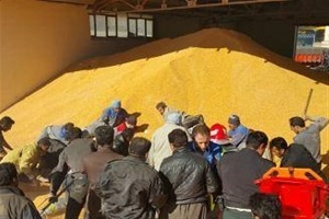 توزیع برنج، روغن و تخم‏‏‎مرغ با قیمت مصوب