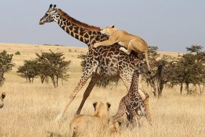 تلاش سخت زرافه برای نجات فرزندش از دست شیر های گرسنه! عکس