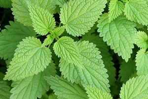 مراقبت از موها با گزنه + گزنه را چطور مصرف کنیم؟