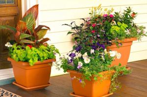 نگهداری گل های آپارتمانی با چند نکته ساده