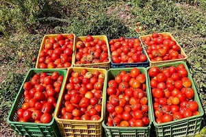 قیمت گوجه به ۴هزار تومان می‌رسد