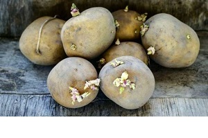آیا سیب زمینی های جوانه زده ضرری برای بدن ندارد؟