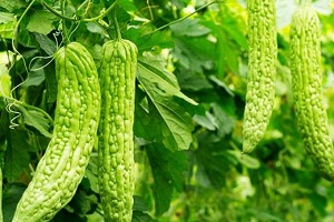 خیار تلخ یا کارلا چیست و چه فوایدی برای بدن دارد؟