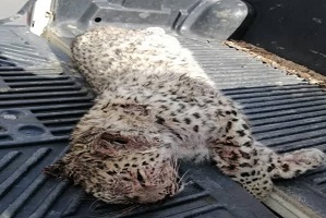 حادثه تلخی که برای یک پلنگ شیرازی رخ داد 