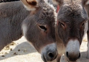 کشف و ضبط مجموله 10 راسی الاغ فاقد مجوز 