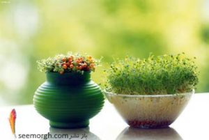 چرا سبزه را در سفره هفت سین قرار می دهند؟