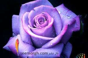 عکس هایی برای علاقمندان به گل رز
