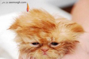 عکس های جالب حیوانات از گربه افسرده تا...