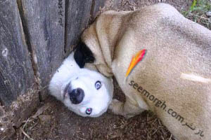 عکس های خنده دار از شیطنت سگ های خانگی!