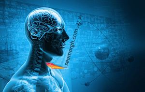 در چه صورت آنتی بیوتیک بر عملکرد مغز شما تاثیر خواهد داشت؟