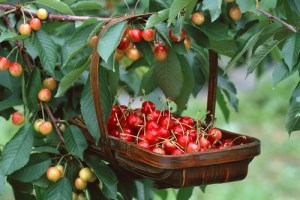 اگر می خواهید لاغر شوید گیلاس بخورید
