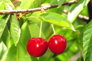 گیلاس میوه ای تابستانه با 9 فایده برای سلامتی