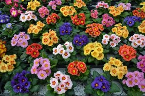 بهترین گل ها برای باغچه های آپارتمانی!!