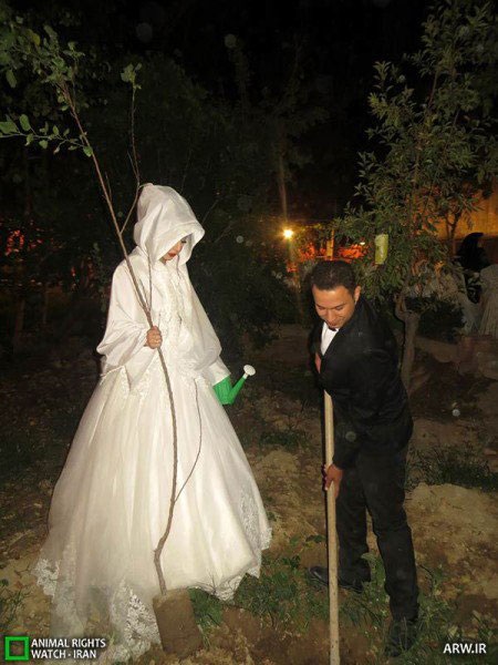 کاشت نهال در شب عروسی