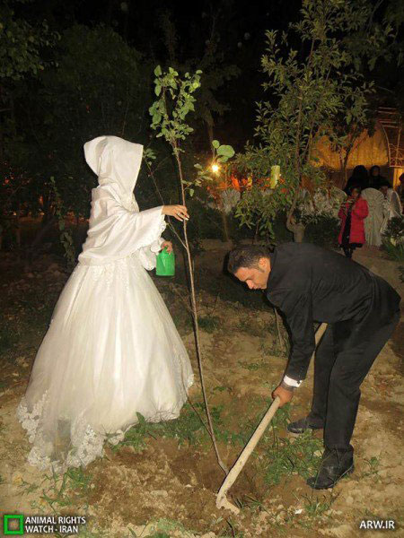 کاشت نهال در شب عروسی