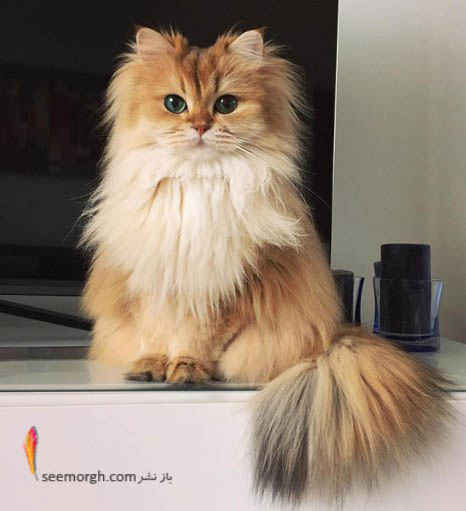 ژشت گربه در زمان عکس گرفتن