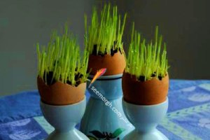 سبزه عید را اینگونه تزئین کنید