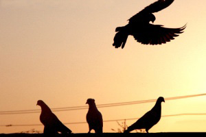پرنده ای در دوزخ 