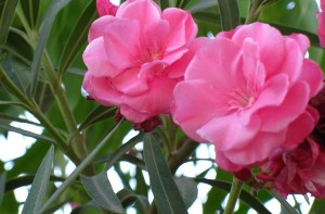 گل خرزهره