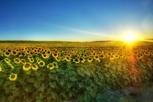 پرده ای در آفتاب (شعری از عطار)